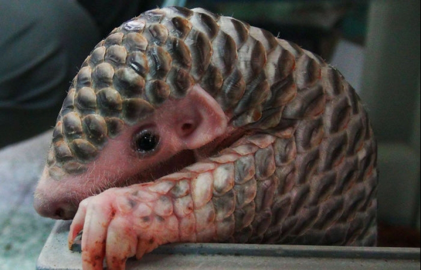 Incredibly cute baby pangolins that have been around for 80 million years Incredibly cute baby pangolins that have been around for 80 million years