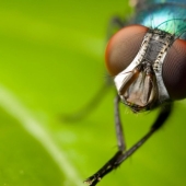 Insectos como médicos