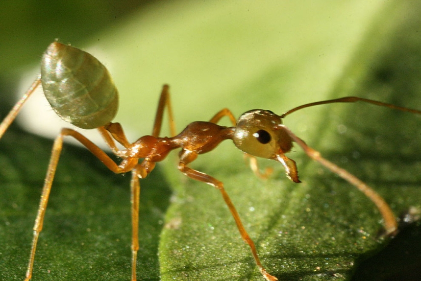 Insectos como médicos