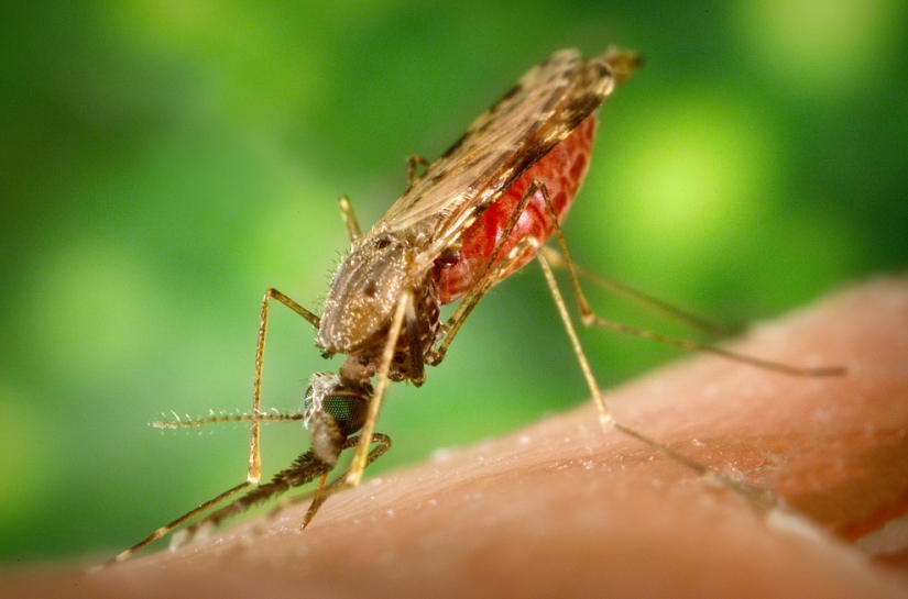 Insectos como médicos