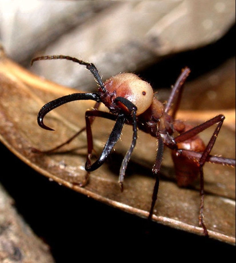 Insects as doctors