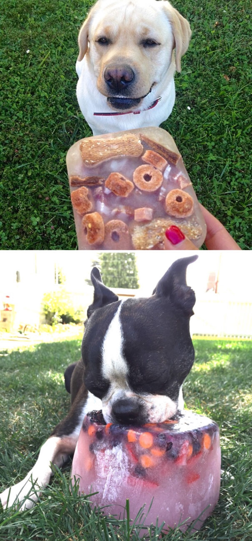 Inventive life hacks from dog owners Inventive life hacks from dog owners