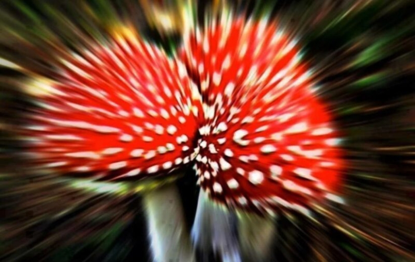 Is it possible to die if you eat fly agaric Is it possible to die if you eat fly agaric