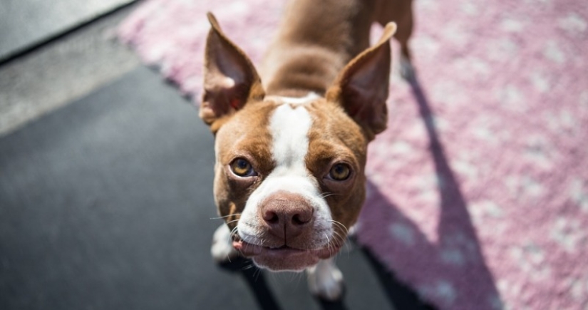 Is it true that dogs do not distinguish colors Is it true that dogs do not distinguish colors