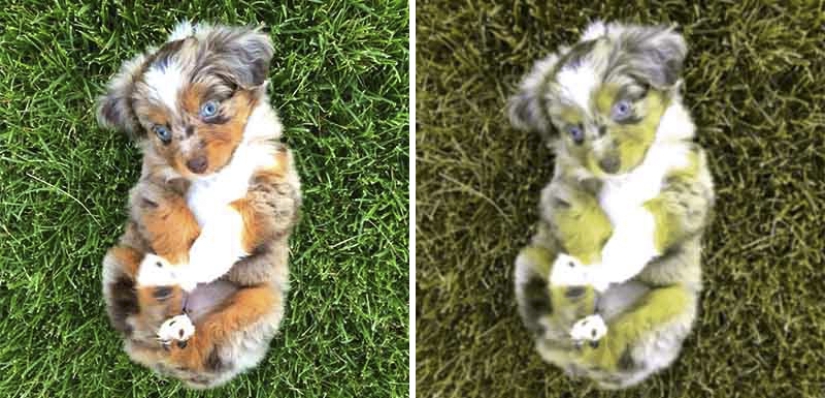 Is it true that dogs do not distinguish colors Is it true that dogs do not distinguish colors