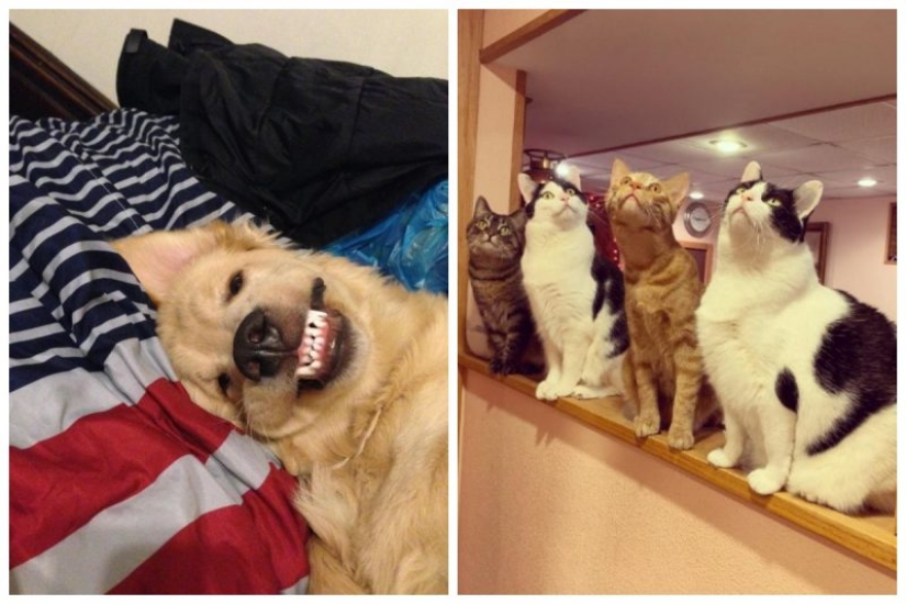 It seems that these animals are crazy It seems that these animals are crazy