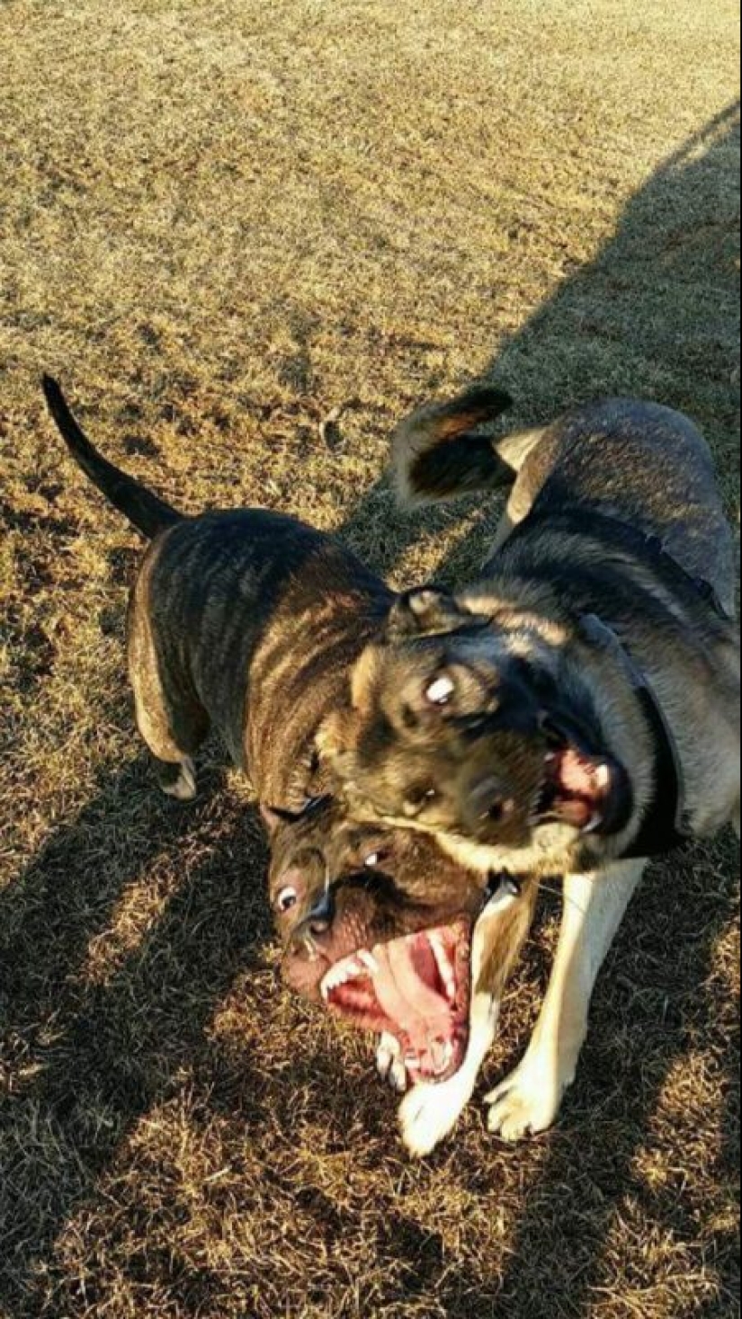 It seems that these animals are crazy It seems that these animals are crazy