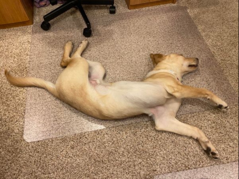 It seems that these animals are crazy It seems that these animals are crazy