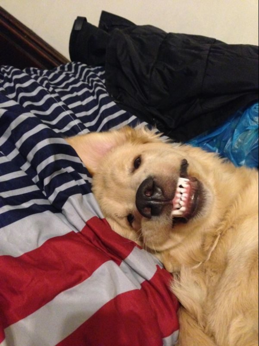 It seems that these animals are crazy It seems that these animals are crazy