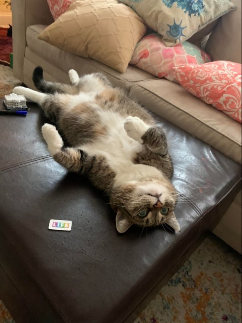 It seems that these animals are crazy It seems that these animals are crazy