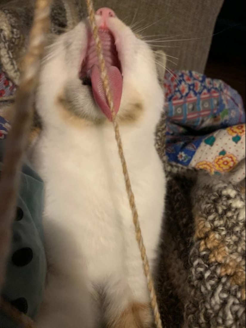 It seems that these animals are crazy It seems that these animals are crazy