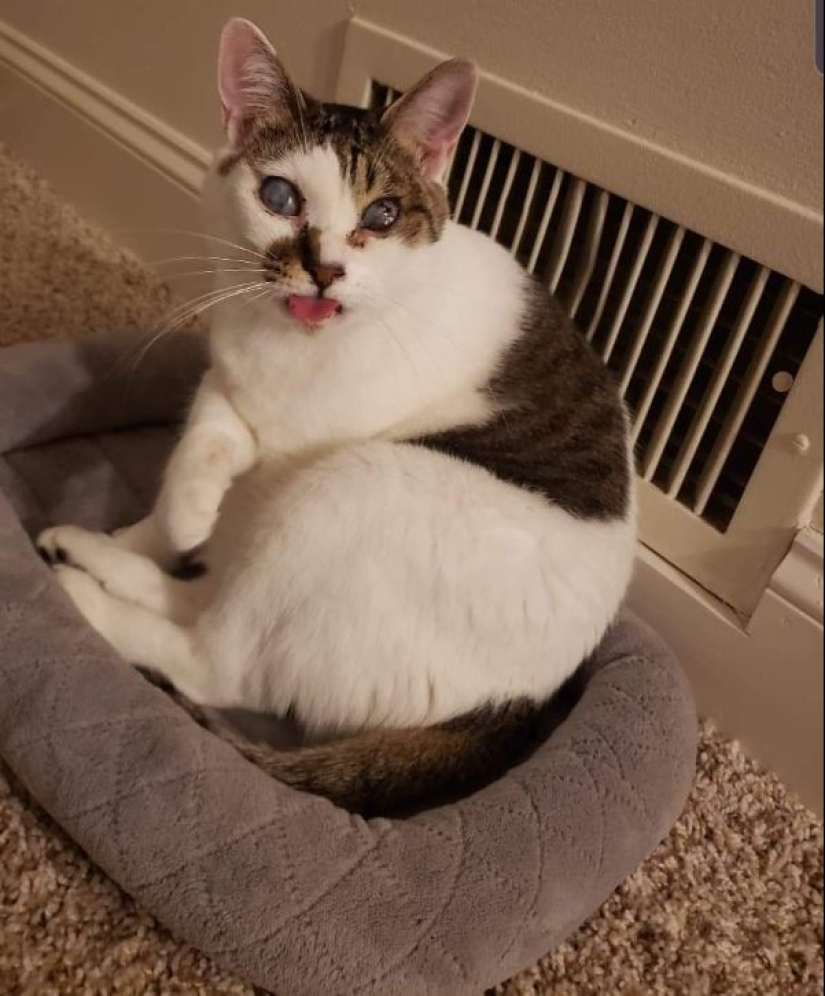 It seems that these animals are crazy It seems that these animals are crazy