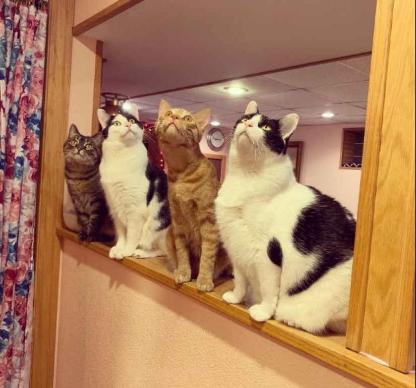 It seems that these animals are crazy It seems that these animals are crazy