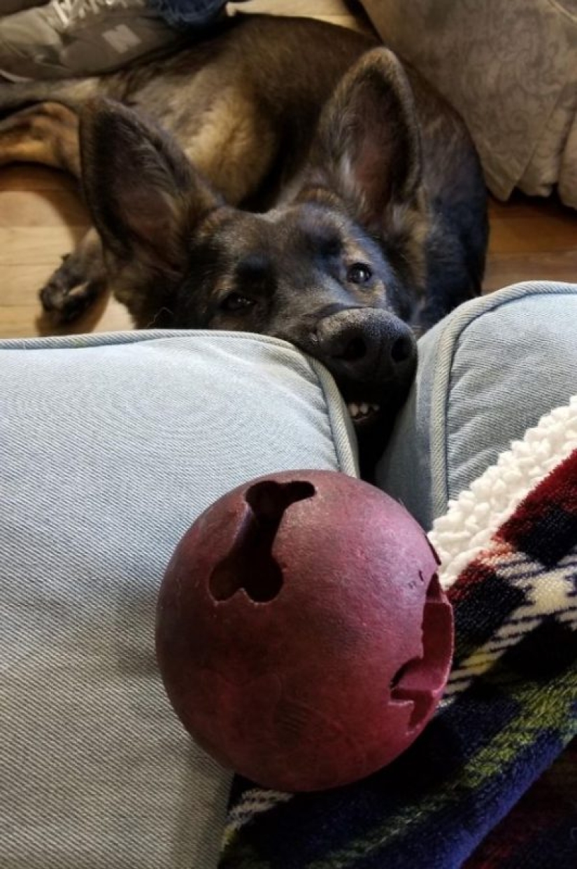 It seems that these animals are crazy It seems that these animals are crazy