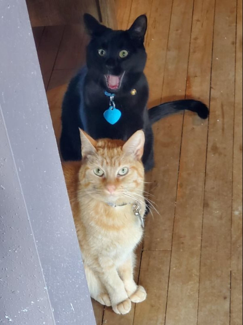 It seems that these animals are crazy It seems that these animals are crazy