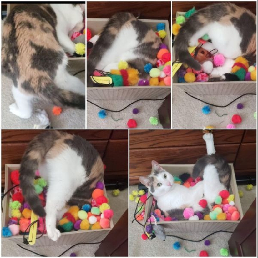 It seems that these animals are crazy It seems that these animals are crazy