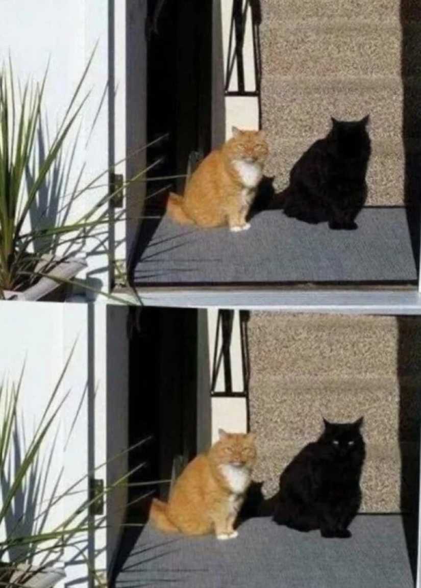 It turned out, it seemed: 22 photos that are misleading