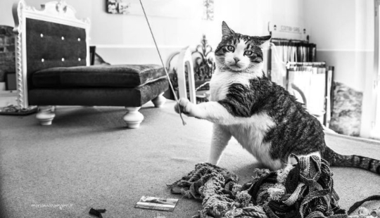 Italian cats who go to work like home