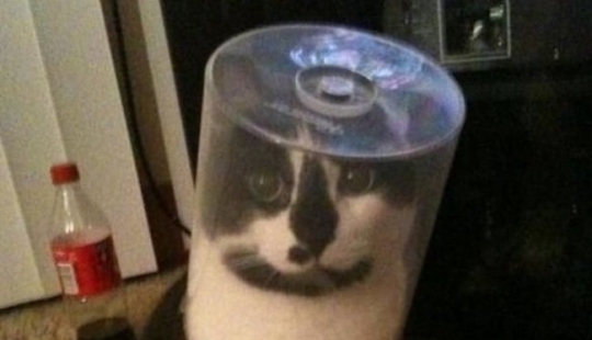 "It's even a shame to remember such a thing!»: shameful moments of naughty cats