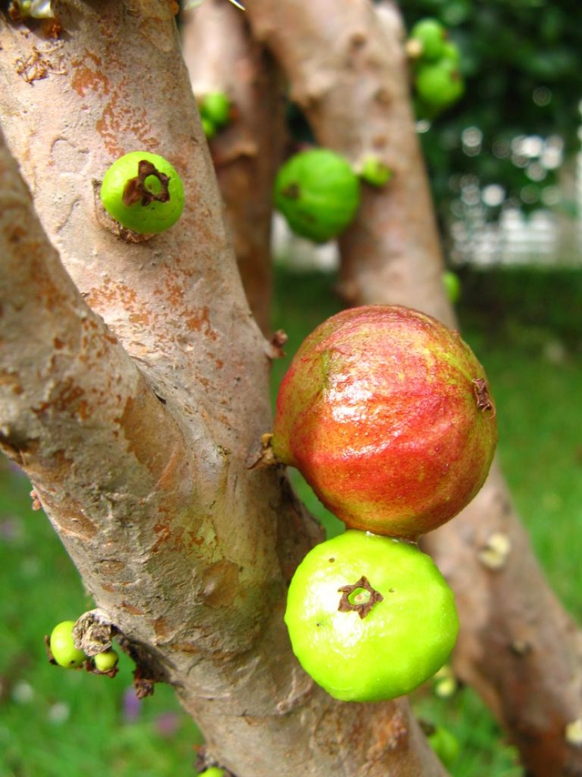 Jabotikaba es un árbol de uva increíble Jabotikaba es un árbol de uva increíble