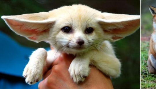 Juegos asombrosos de la naturaleza: grandes y pequeños