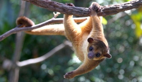 Kinkajou es un oso de miel que tiene una pequeña apariencia de mono.