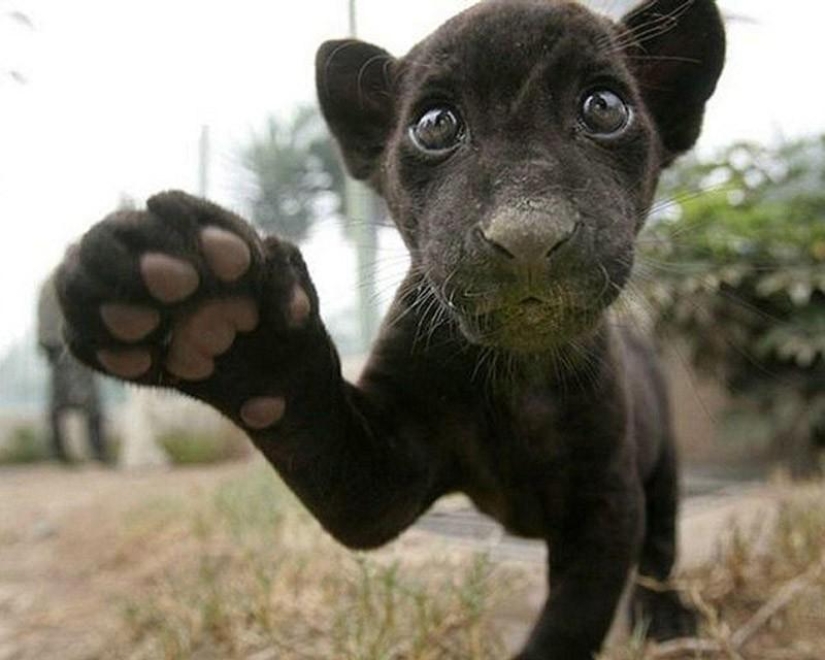 Kittens are predatory cats such mimimi Kittens are predatory cats such mimimi