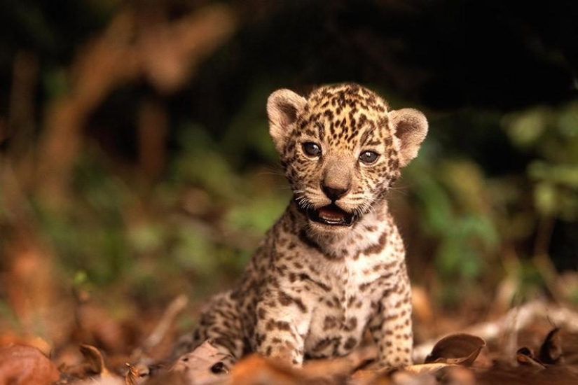 Kittens are predatory cats such mimimi Kittens are predatory cats such mimimi