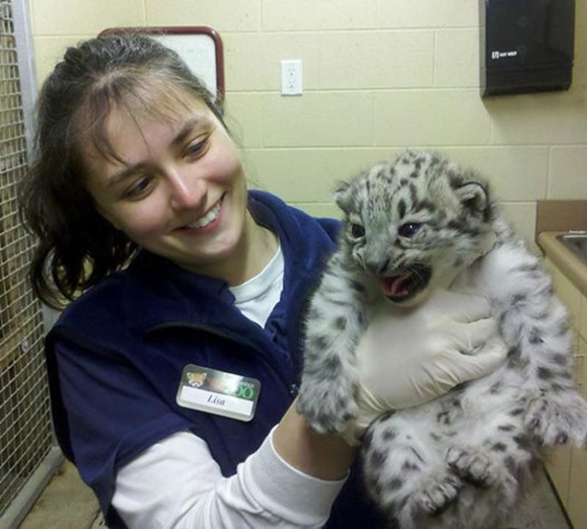 Kittens are predatory cats such mimimi Kittens are predatory cats such mimimi