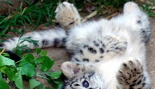 Kittens are predatory cats such mimimi