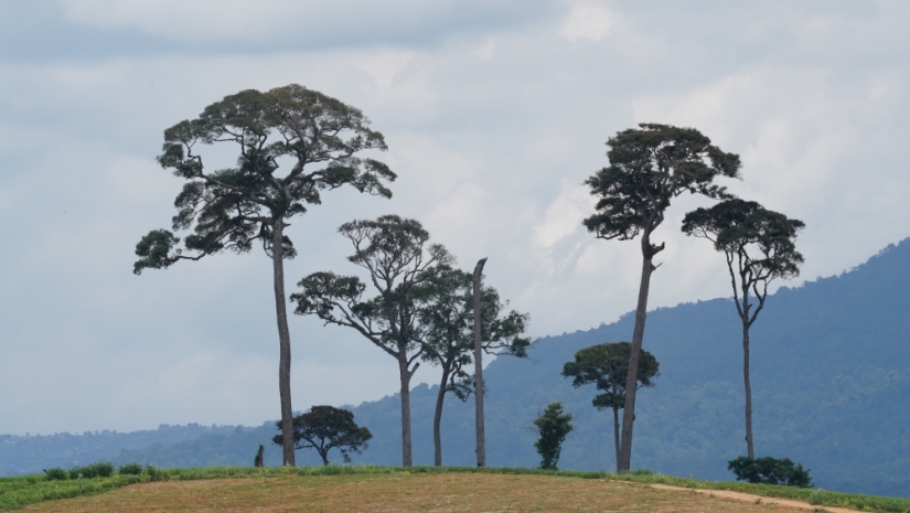 La ardilla de Whitehead: una pequeña monada de la isla de Borneo