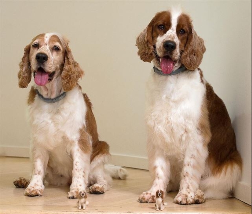 La artista Alison Gurney crea mini réplicas de animales en fieltro La artista Alison Gurney crea mini réplicas de animales en fieltro