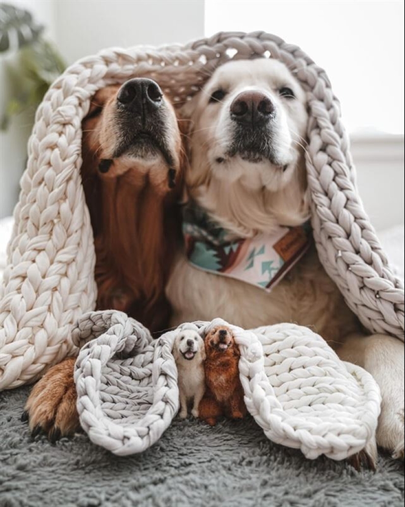 La artista Alison Gurney crea mini réplicas de animales en fieltro La artista Alison Gurney crea mini réplicas de animales en fieltro