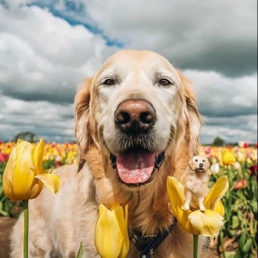 La artista Alison Gurney crea mini réplicas de animales en fieltro La artista Alison Gurney crea mini réplicas de animales en fieltro