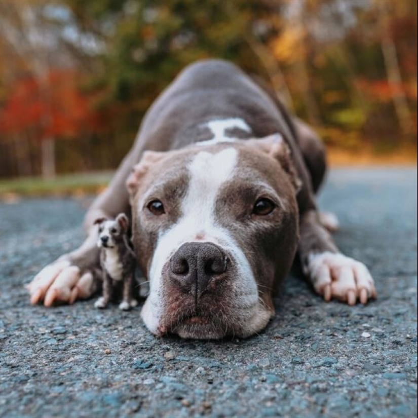 La artista Alison Gurney crea mini réplicas de animales en fieltro La artista Alison Gurney crea mini réplicas de animales en fieltro