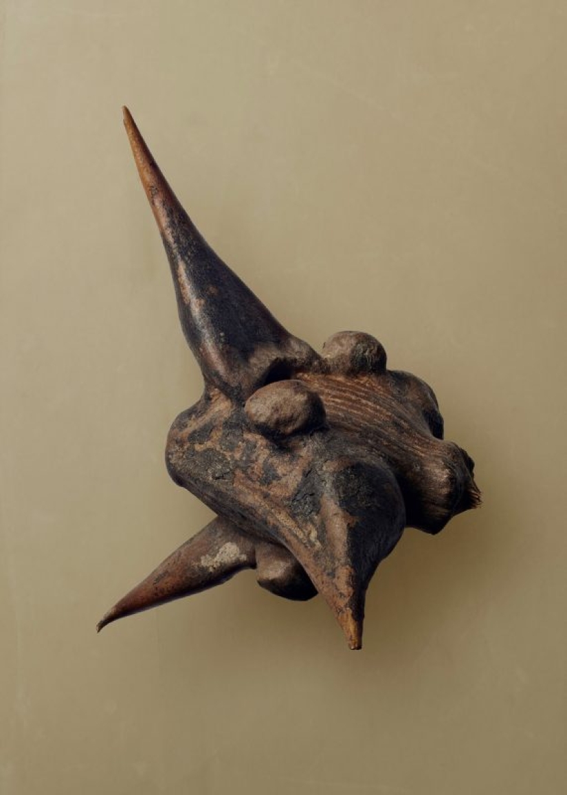 La belleza oculta de las semillas y las frutas por el fotógrafo británico Levon Biss