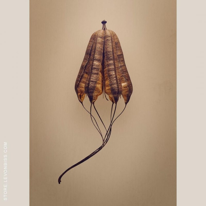 La belleza oculta de las semillas y las frutas por el fotógrafo británico Levon Biss