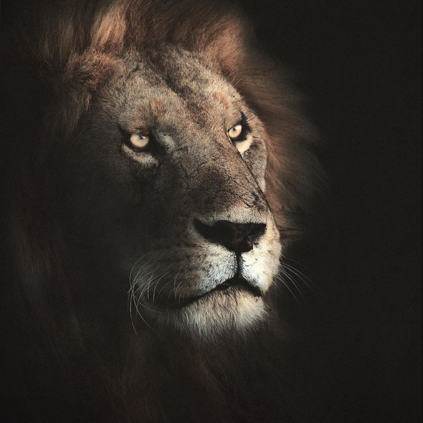 La belleza salvaje de los gatos grandes en las imágenes de Shaza Jung La belleza salvaje de los gatos grandes en las imágenes de Shaza Jung