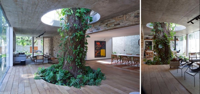 La casa, los arquitectos se negó a cortar los árboles