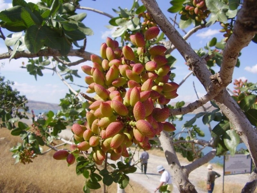 La conspiración de los productores de pistachos: ¿por qué es tan caro y siempre en shell La conspiración de los productores de pistachos: ¿por qué es tan caro y siempre en shell