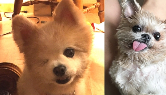 La felicidad de los perros viejos que fueron sacados de la calle