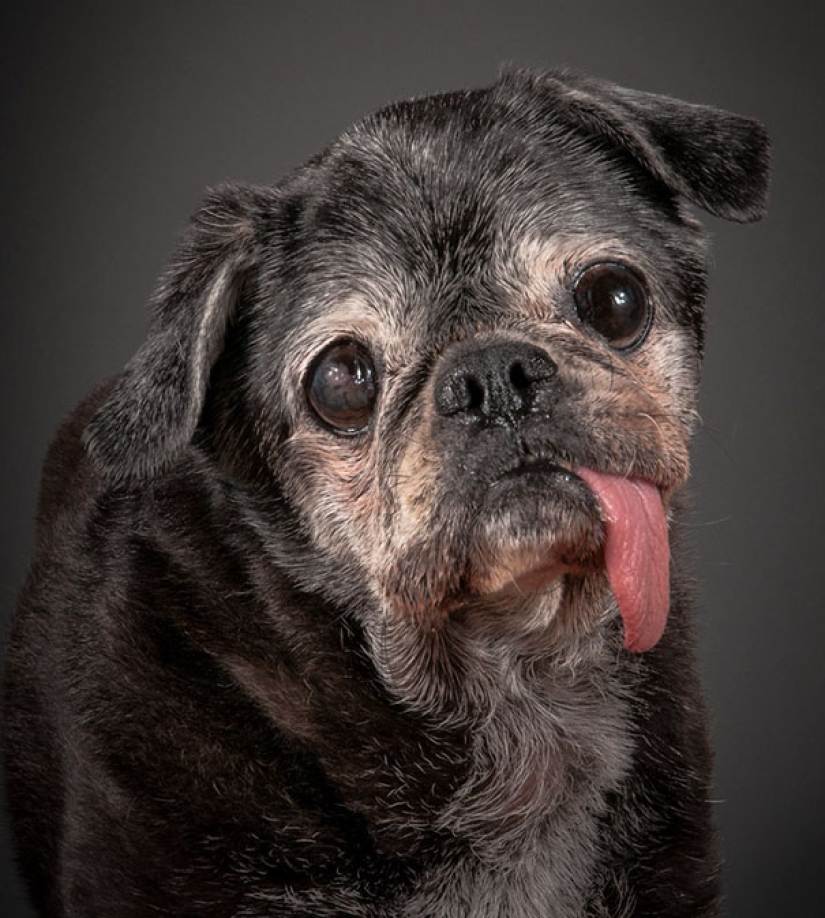 La felicidad de los perros viejos que fueron sacados de la calle