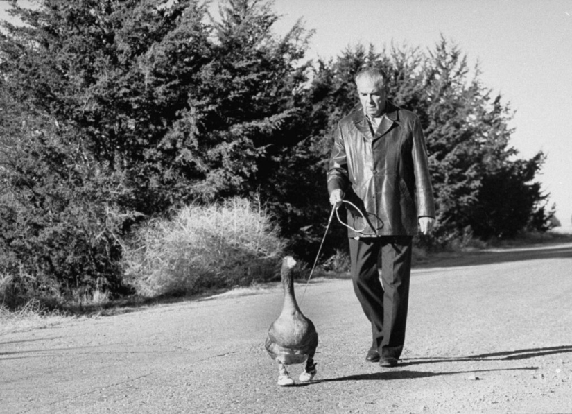 La historia de Andy: un ganso gris en zapatillas de deporte para niños. La historia de Andy: un ganso gris en zapatillas de deporte para niños.