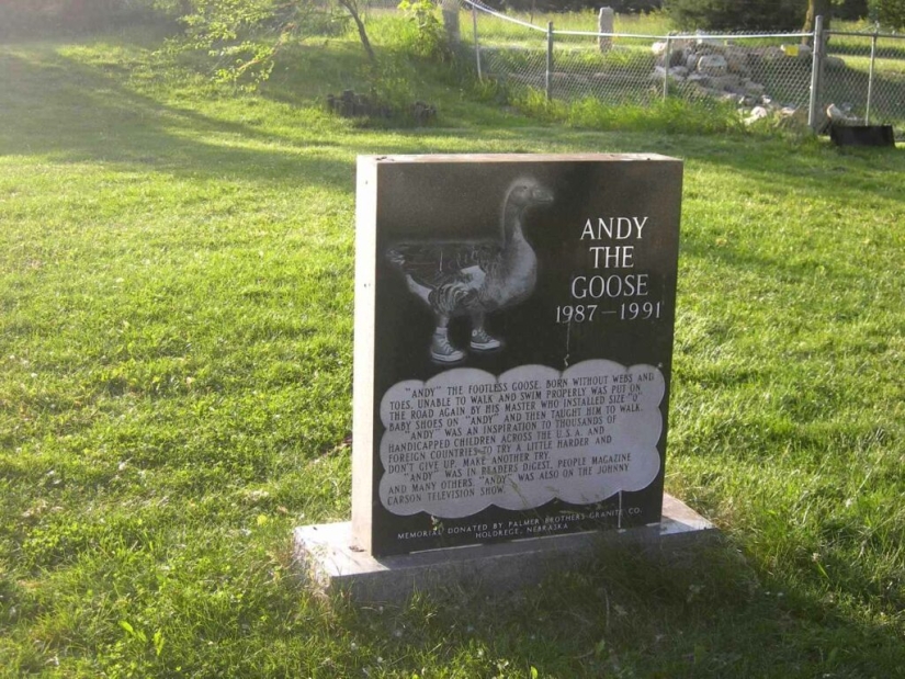 La historia de Andy: un ganso gris en zapatillas de deporte para niños. La historia de Andy: un ganso gris en zapatillas de deporte para niños.