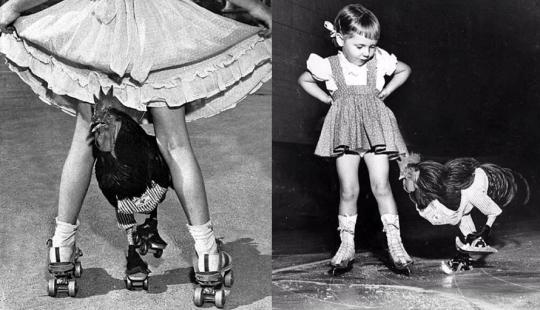 La historia de Buster, el gallo que podía patinar