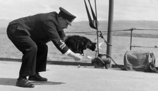 La historia de Sam, el gato marino que sobrevivió a tres barcos