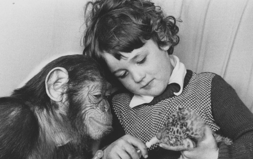 La historia de un niño llamado Donald y un chimpancé llamado Gua, quienes fueron sometidos a un experimento "perturbador" La historia de un niño llamado Donald y un chimpancé llamado Gua, quienes fueron sometidos a un experimento "perturbador"