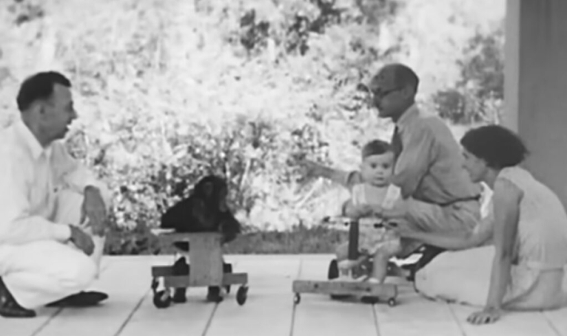 La historia de un niño llamado Donald y un chimpancé llamado Gua, quienes fueron sometidos a un experimento "perturbador" La historia de un niño llamado Donald y un chimpancé llamado Gua, quienes fueron sometidos a un experimento "perturbador"