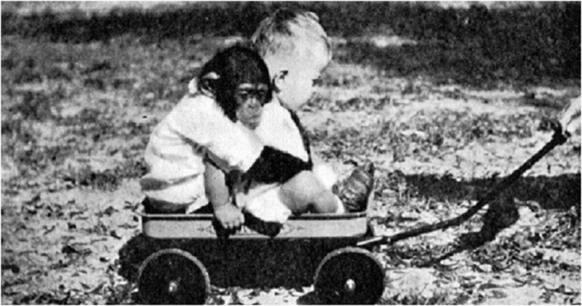 La historia de un niño llamado Donald y un chimpancé llamado Gua, quienes fueron sometidos a un experimento "perturbador" La historia de un niño llamado Donald y un chimpancé llamado Gua, quienes fueron sometidos a un experimento "perturbador"