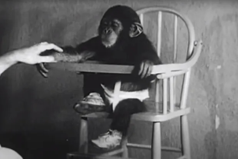 La historia de un niño llamado Donald y un chimpancé llamado Gua, quienes fueron sometidos a un experimento "perturbador" La historia de un niño llamado Donald y un chimpancé llamado Gua, quienes fueron sometidos a un experimento "perturbador"